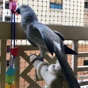 Sam African Grey Parrot