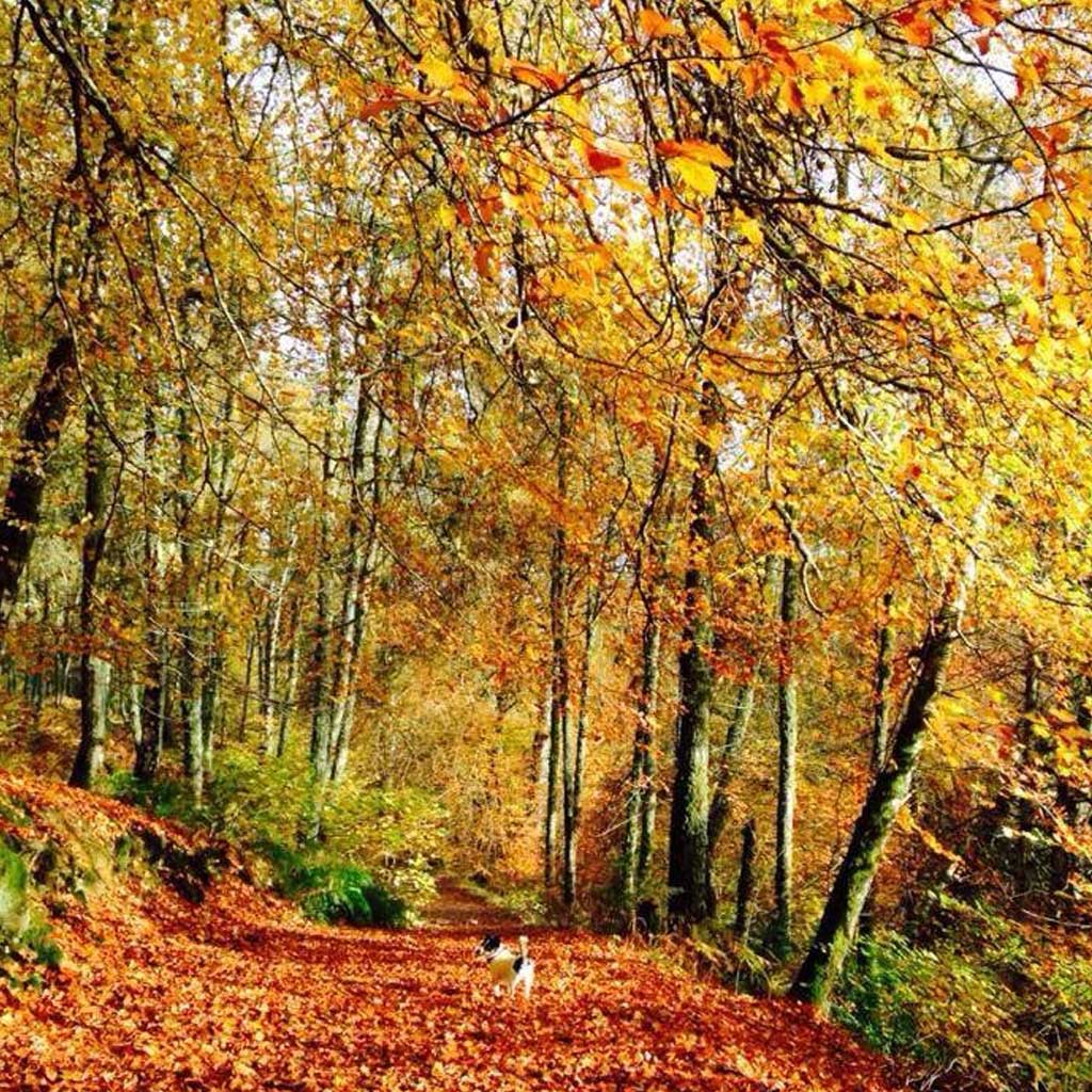 Fernbank House Guest House Aberfeldy Perthshire Scotland