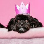 Dog birthday celebrations