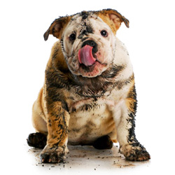 dirty dog in need of grooming